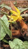  ?? COURTESY OF PA DCNR ?? Yellow trout-lily