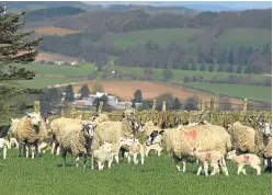  ?? Picture: Dougie Nicolson. ?? With this year’s lambing season in full swing, the positive signals for the industry look set to continue.