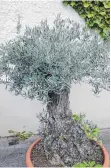  ?? FOTO: PRIVAT ?? Auch ein Olivenbaum macht sich gut en miniature.