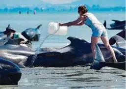  ?? AFP ?? Right: A volunteer pours water on pilot whales during a mass stranding at Farewell Spit yesterday. Rescuers defied a shark threat by forming a human chain in a New Zealand bay.