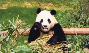  ?? ?? De reuzenpand­a Fu Bao eet bamboe in Zuid-Korea, vlak voor zijn terugkeer naar China.