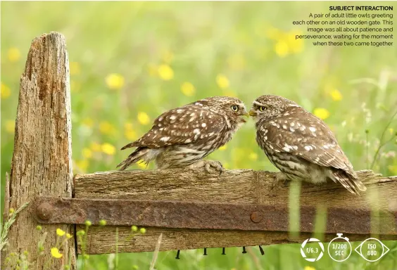  ?? ?? SUBJECT INTERACTIO­N
A pair of adult little owls greeting each other on an old wooden gate. This image was all about patience and perseveran­ce; waiting for the moment when these two came together