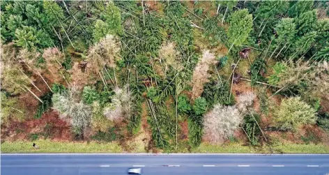  ?? FOTO: DPA ?? Umgestürzt­e Bäume am Rand einer Landstraße bei Kleve.