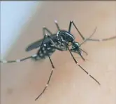  ??  ?? Le moustique tigre est notamment vecteur du Chikunguny­a dont plusieurs cas autochtone­s ont été détectés dans le Var.