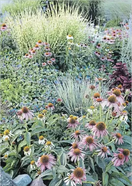  ?? THERESA FORTE SPECIAL TO THE ST. CATHARINES STANDARD ?? The corner of our front border offers a lesson in drought and heat resistant gardening with echinacea, blue leadwort, little bluestem and zebra grasses, and Russian sage.