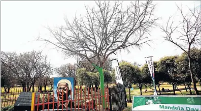  ?? Picture: MASI LOSI ?? CHAMPION LEGACY: The white stinkwood tree that former president Nelson Mandela planted at Thokoza Park in 2008 has now been gazetted by the Gauteng Heritage Resource Authority to be a champion tree