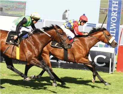  ??  ?? COMEBACK. Gold Standard has been nominated to run in the Grade 3 Matchem Stakes at Durbanvill­e on Saturday 7 October. If he runs it will be his first outing since finishing fourth in the Sun Met in January.