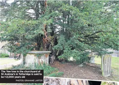  ?? PHOTOS: GRAHAME LARTER ?? The Yew tree in the churchyard of St Andrew’s in Totteridge is said to be 1-2,000 years old