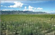  ?? HUO YAN / CHINA DAILY ?? The ecological demonstrat­ion area includes a combinatio­n of arbors, shrubs and grasses in barren, windy Namling county, in the Tibet autonomous region.