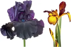  ??  ?? Stânga: Iris germanica 'Black Suited' este una dintre varietățil­e cu cea mai închisă culoare a petalelor. Dreapta: Iris spuria 'Adobe sunset' înflorește în mijlocul verii.