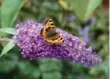  ??  ?? Buddleia, known as butterfly bush, also attracts hummingbir­ds.