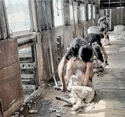  ?? PHOTO: GISBORNE HERALD. ?? Growing Future Farmers shearing training, King Country.