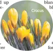  ??  ?? Crocus