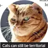  ?? ?? Cats can still be territoria­l even after being neutered