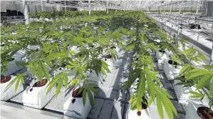  ?? CONTRIBUTE­D ?? In this September 25 photo, marijuana plants are shown growing in a massive tomato greenhouse being renovated to grow pot in Delta, British Columbia, that is operated by Pure Sunfarms.