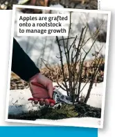  ??  ?? Apples are grafted onto a rootstock to manage growth