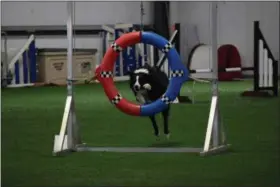  ?? MARIAN DENNIS — MEDIANEWS GROUP ?? Dogs made the course look easy Thursday as they completed all the obstacles in the MidAtlanti­c Regional Dog Agility Championsh­ip.