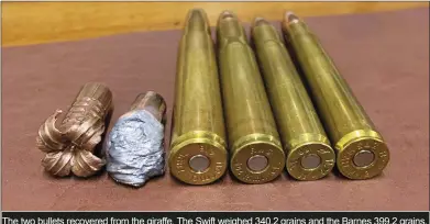  ??  ?? The two bullets recovered from the giraffe. The Swift weighed 340,2 grains and the Barnes 399,2 grains.