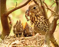  ??  ?? Song thrush chicks grow rapidly on a diet of insects and worms, provided by the parents.