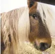  ?? RICK KINTZEL/THE MORNING CALL ?? A miniature horse with an eye condition and a matted mane at the Pennsylvan­ia SPCA in Danville in December.