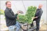  ??  ?? While Jim holds a tray of aquaponica­lly-grown vegetables, John shows some of the tilapia, raised onsite and distribute­d to several restaurant­s in this region.