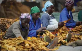  ?? (AP/Tsvangiray­i Mukwazhi) ?? Women sort tobacco at a farm on the outskirts of Harare, Zimbabwe, in early April.
