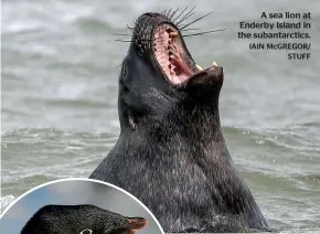  ?? IAIN McGREGOR/ STUFF ?? A sea lion at Enderby Island in the subantarct­ics.