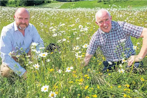  ??  ?? GOING WILD: Alexander Moncrieff, left, and head of estates Gordon Fowler examine the developmen­t of the wild flowers at Elcho