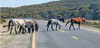  ?? Photo: National Parks and Wildlife Service. ?? Highway hindrance: These horses are pictured on a stretch of the Snowy Mountains Highway near Yarrangobi­lly Caves where motorists can travel at speeds up to 100kmh.