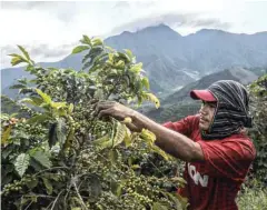  ??  ?? A man collects coffee in the mountains of Ciudad Bolivar, Antioquia, Colombia.— AFP