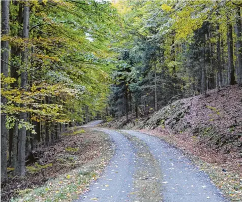  ?? Foto: Alexandra Hartmann ?? Im Böhmerwald wachsen die Bäume sehr dicht, die Hänge sind felsig und steil. „Hier sieht man den Wald vor lauter Bäumen nicht“, sagt Dominik Schönberge­r von der Berg‰ wacht Furth im Wald.