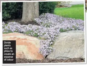  ??  ?? Divide plants such as phlox to create an expanse of colour