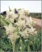  ??  ?? Flowers on the Gomphocarp­us physocarpu­s