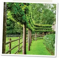  ??  ?? ON STILTS: A row of pleached lime trees, above. Top: A path through glorious copper beech