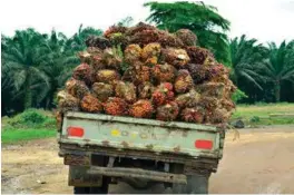  ?? FOTO: NORPALM ?? Palmeolje utvinnes ved koking og pressing av fruktkjøtt­et fra den afrikanske og amerikansk­e oljepalmen. Her fra Norpalms plantasje i Ghana.