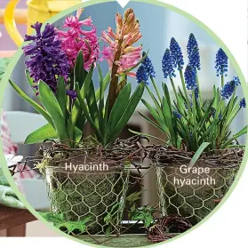  ??  ?? Hyacinth
Grape hyacinth