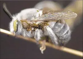  ?? Leslie Saul-Gershenz UC Davis ?? A WHITE-FACE bee is infested with larval blister beetles. Larvae form a beesized blob to emit a chemical plume that, to a male, smells like a potential mate.