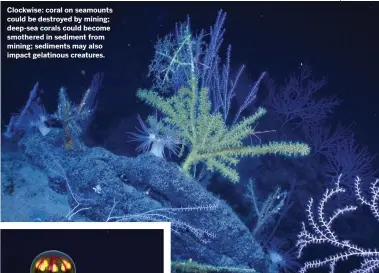  ??  ?? Clockwise: coral on seamounts could be destroyed by mining; deep-sea corals could become smothered in sediment from mining; sediments may also impact gelatinous creatures.