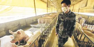  ??  ?? A masked worker checks pigs in a hog pen in Suining, Sichuan province, China, Feb. 21, 2020.