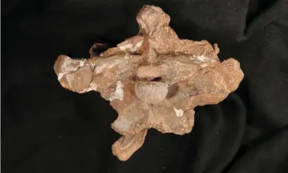  ?? ?? Part of a skull base of a dinosaur in Buenos Aires in 2019. The fossil skull of the Cretaceous period dinosaur, named Guemesia ochoai, was discovered in Argentina’s north-western Salta province Photograph: National Scientific And Technical Research Council/Reuters