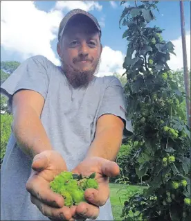  ?? LACKEY/DAILY NEWS NEWPORT NEWS, VA. MIKE ?? Mike Lackey, of Hampton, holds some of the hops he’s harvested this first year.