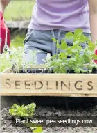  ??  ?? Plant sweet pea seedlings now