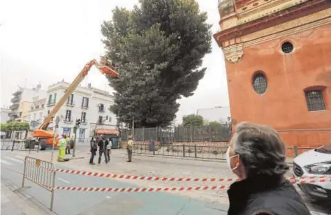  ?? RAÚL DOBLADO ?? Labores de poda en el árbol afectado en la parroquia de San Jacinto