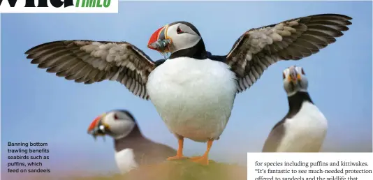  ?? ?? Banning bottom trawling benefits seabirds such as puffins, which feed on sandeels