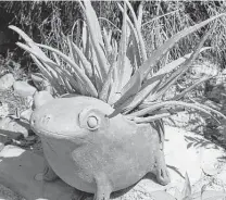  ?? Carlos Antonio Rios / Staff file photo ?? Leaves of the aloe vera, here growing in a planter, can be used to treat all kinds of burns, including sunburn, as well as wrinkles.