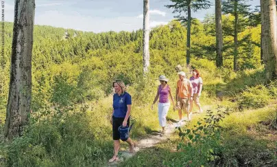  ??  ?? Durch natürliche Wassertret­stellen am Kneippwand­erweg in Olsberg kann nach der Lehre von Pfarrer Kneipp die Wasserther­apie mit dem Thema Wandern verbunden werden.