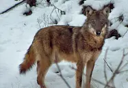  ??  ?? PericoloUn lupo tra i boschi del Trentino: la legge è stata impugnata