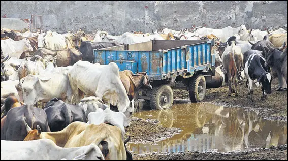  ?? MANOJ DHAKA/HT ?? Housing about 2,000 cattle, the Haryana Pinjrapol gaushala in Rohtak has often run into unsavoury controvers­ies.