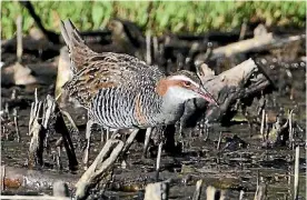  ??  ?? Banded rail used to be common around the Waimea estuary 30 years ago.