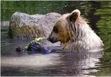  ?? JOACHIM HAUCK / TMN (2) ?? Eine Zucchini knabbern und im Wasser abhängen: Bärin Ida nimmt ein Bad.